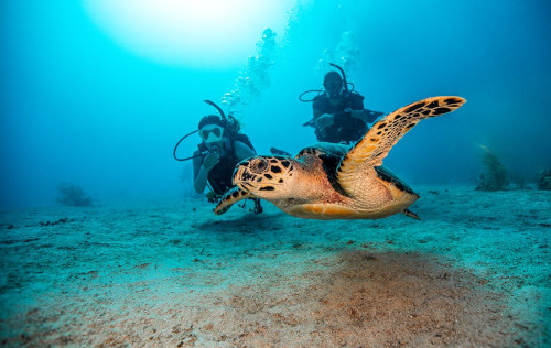 Open Water Diver Course