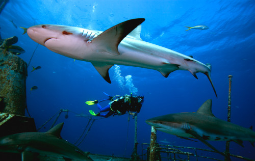 Advanced Open Water Diver