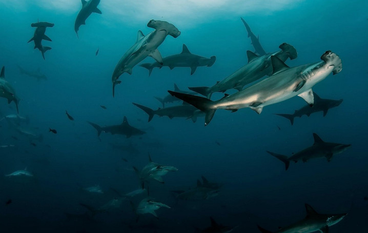 AWARE Shark Conservation