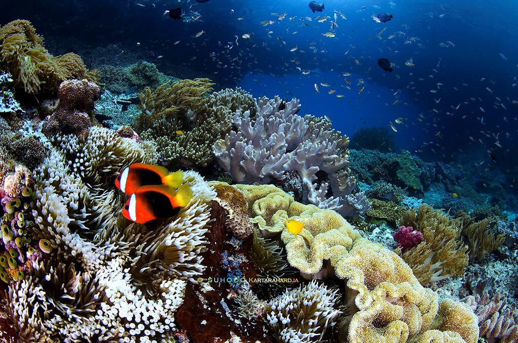 Your Gateway to Underwater Adventures