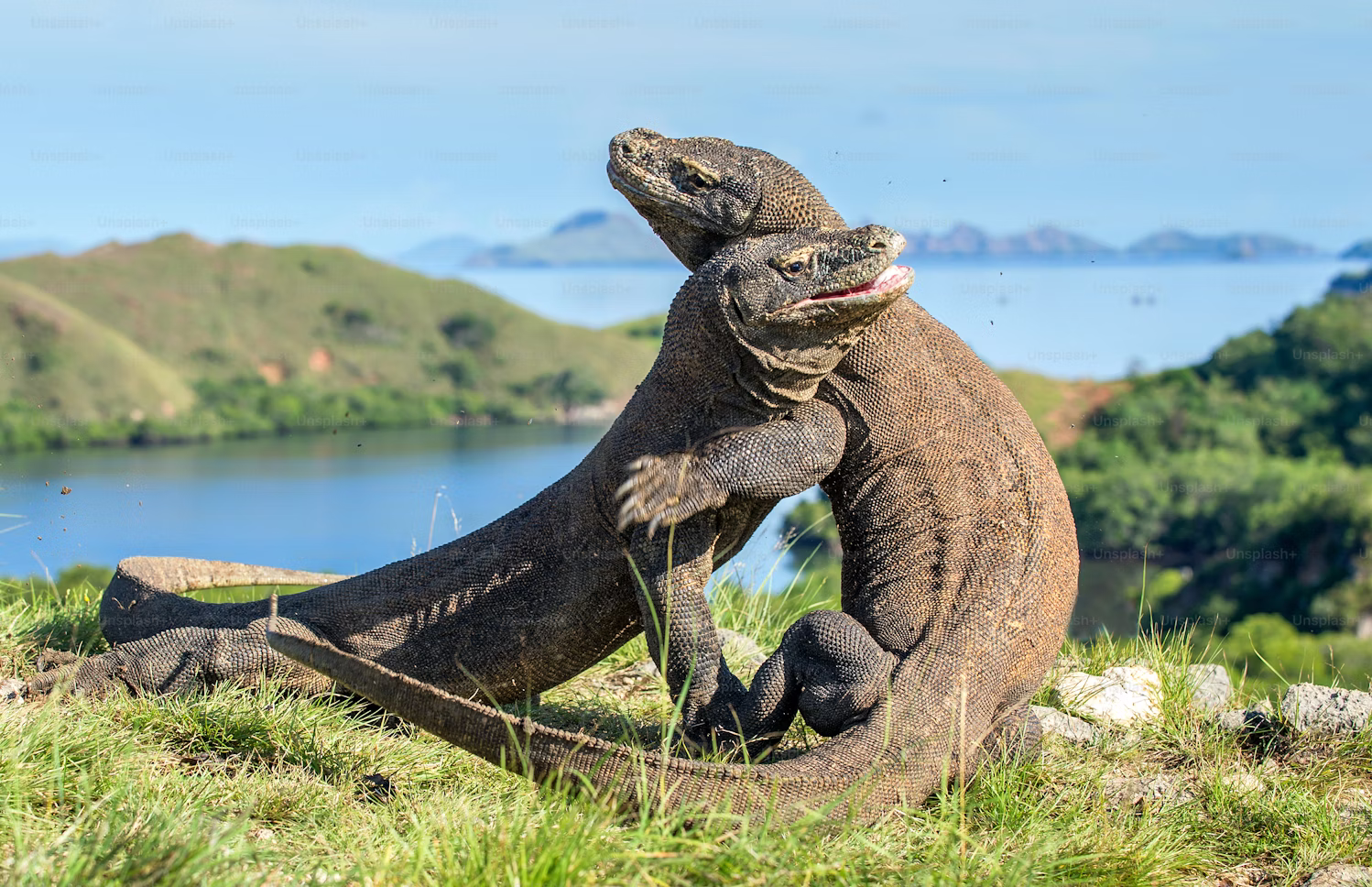 KOMODO