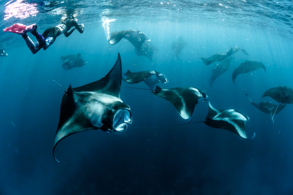 DIVING IN MALDIVES